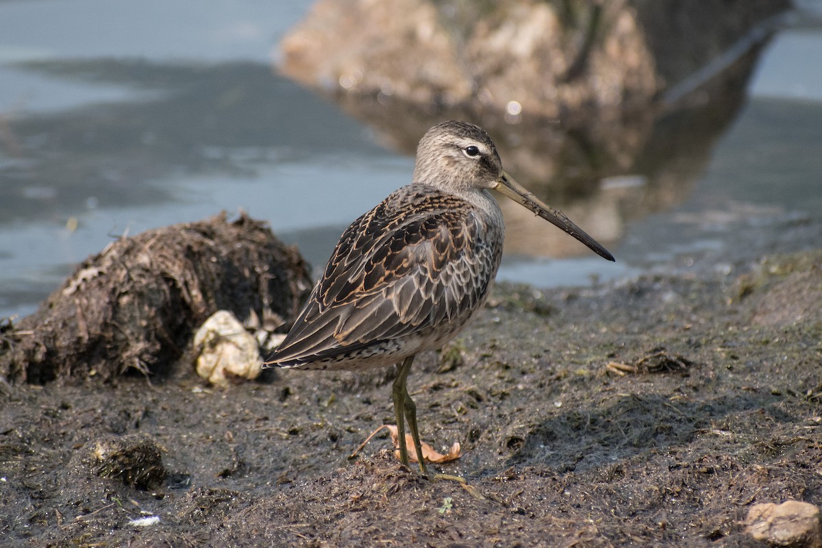 Long-billed Dowitcher - ML262140291