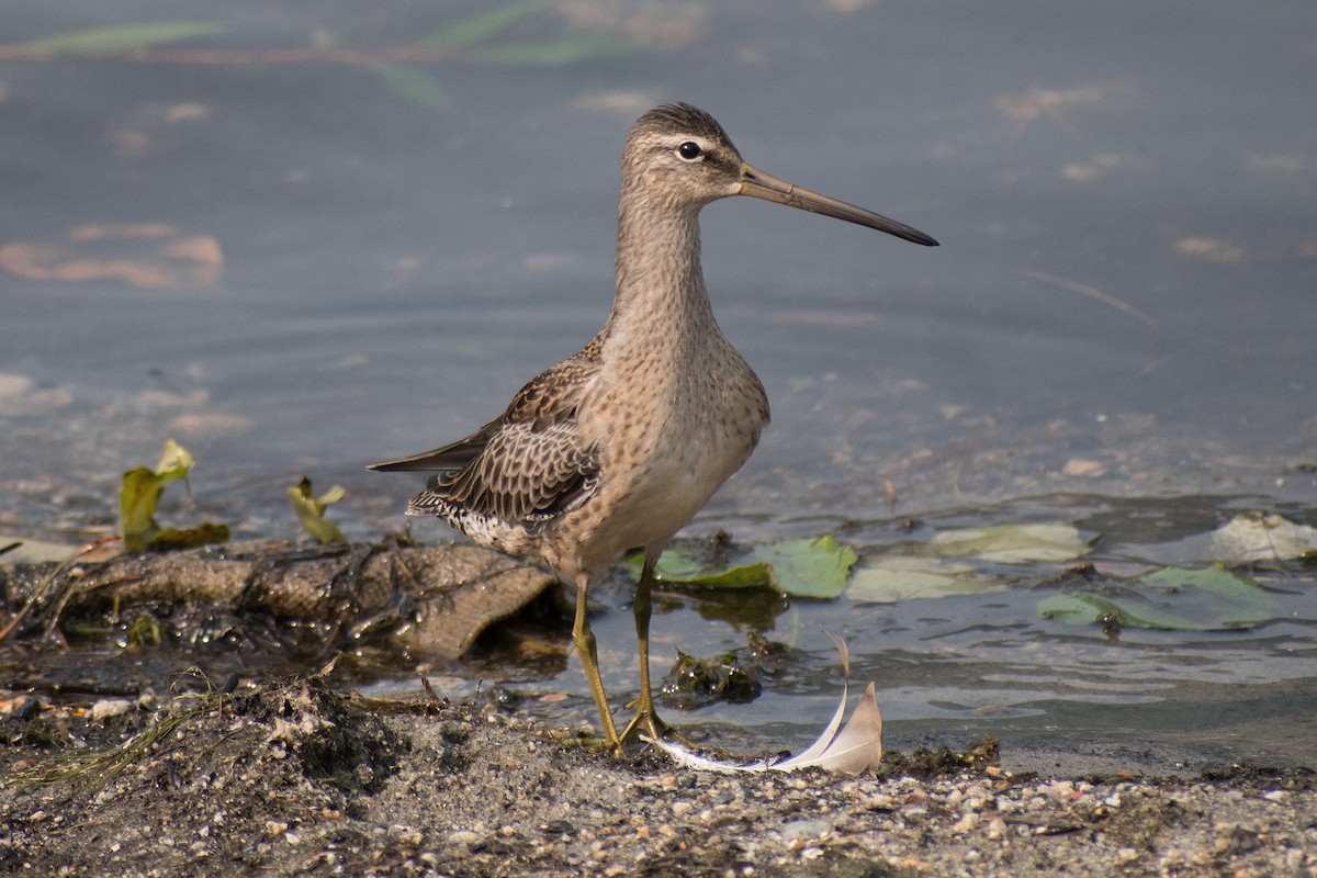 Long-billed Dowitcher - ML262140341