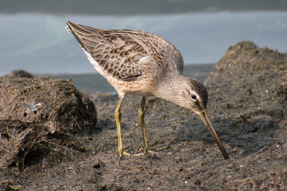Long-billed Dowitcher - ML262140391