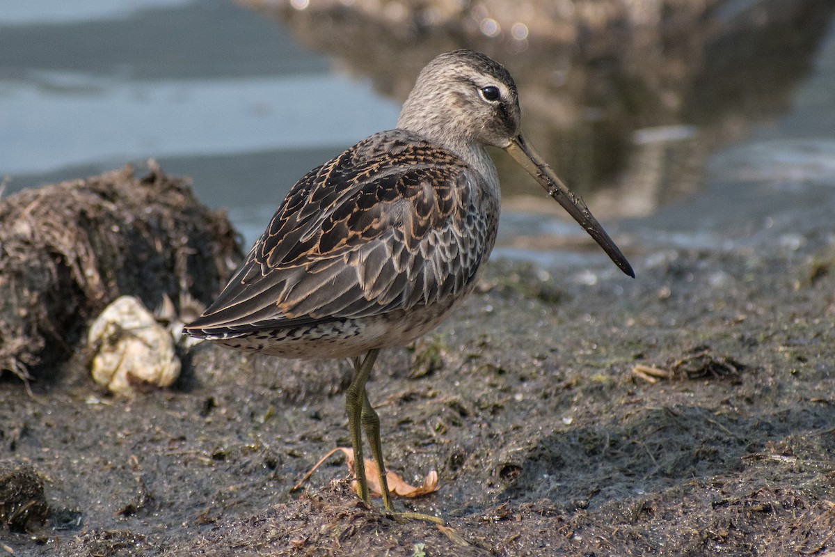 Long-billed Dowitcher - ML262140401