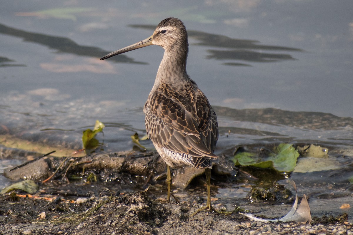 Long-billed Dowitcher - ML262140421