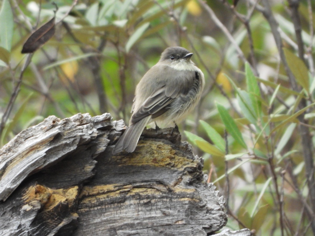 eBird Checklist - 12 Sep 2020 - Mt. Lemmon--Bear Canyon (Cypress ...