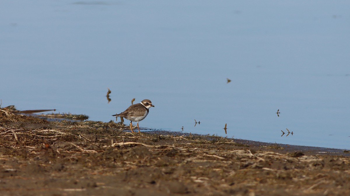 Semipalmated Plover - ML262142471