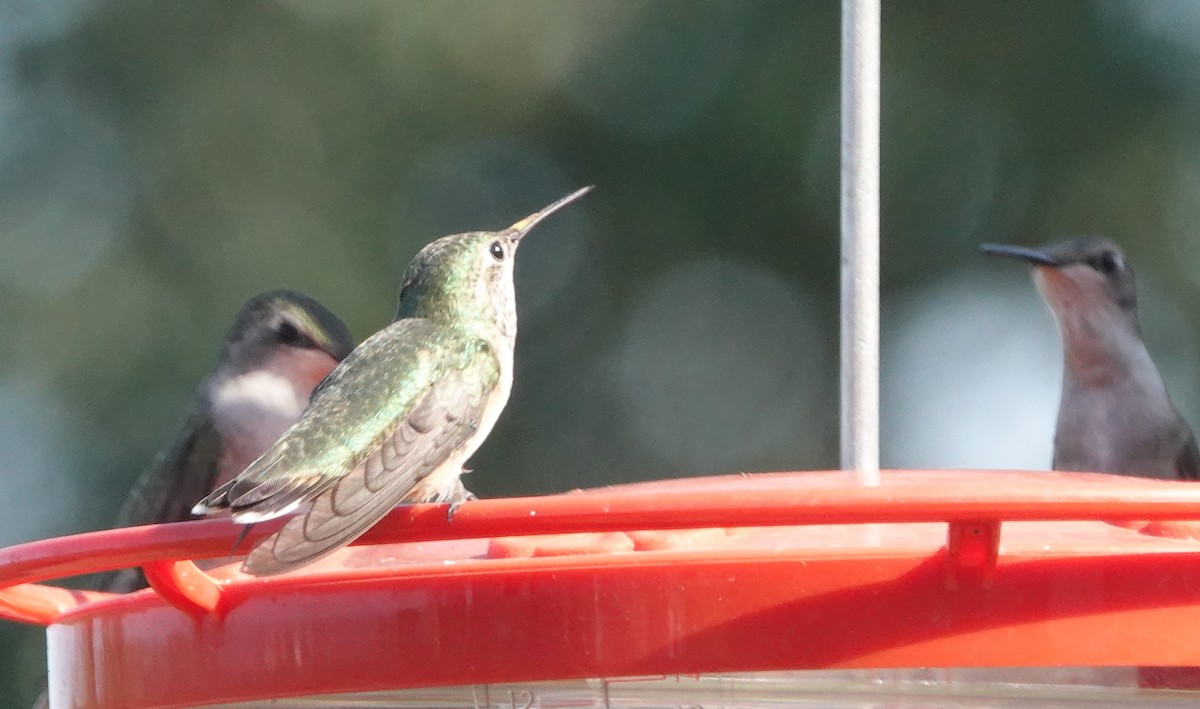 Calliope Hummingbird - ML262143761