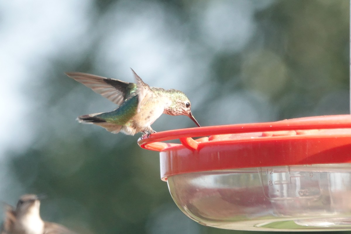Calliope Hummingbird - ML262143891