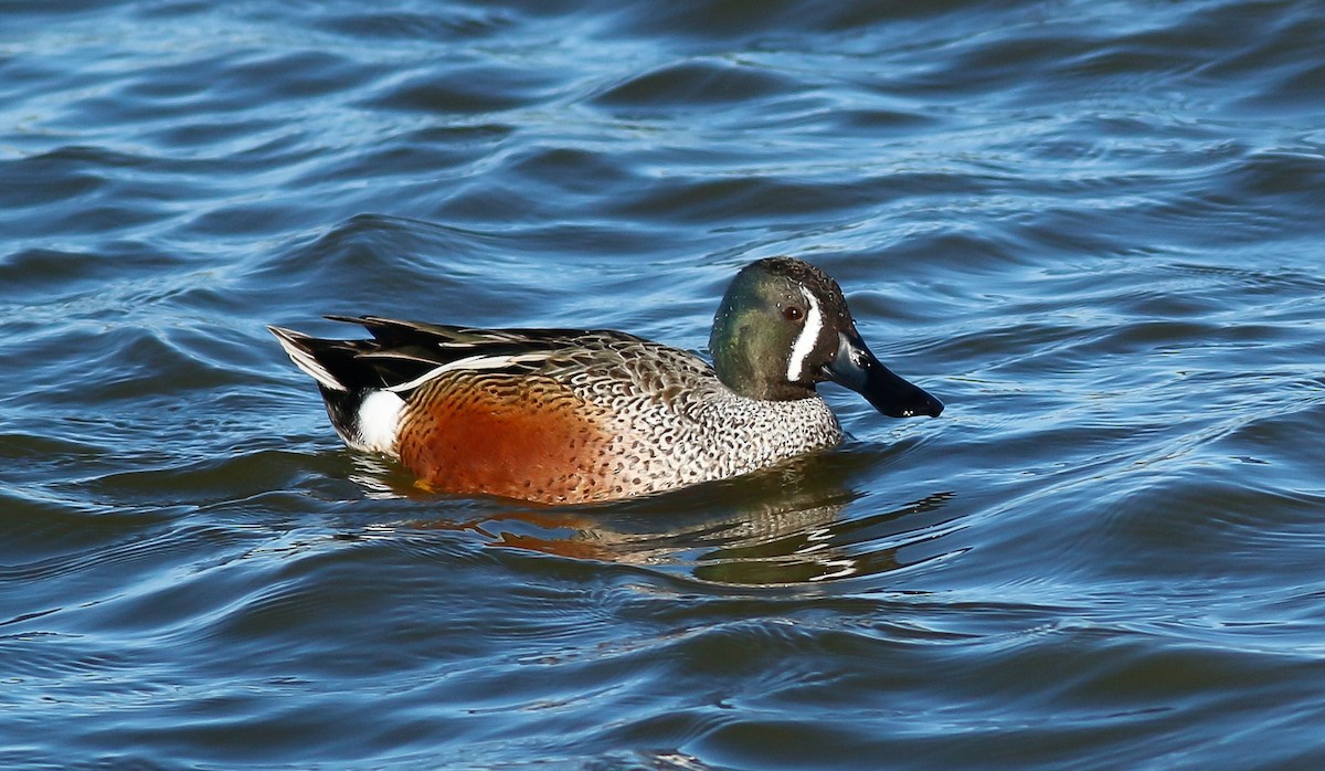 Blue-winged Teal x Northern Shoveler (hybrid) - Kirk Swenson