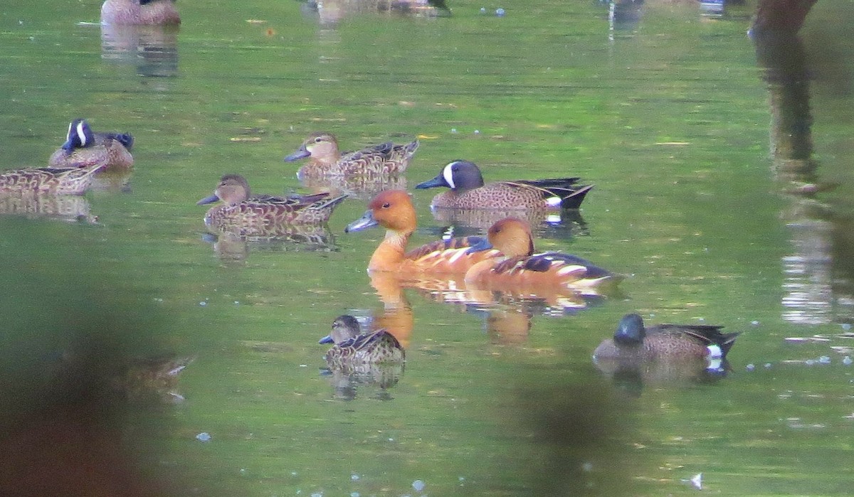 Fulvous Whistling-Duck - ML26214561