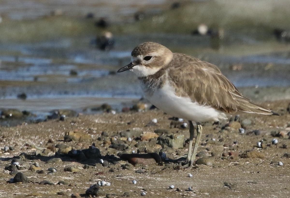Double-banded Plover - David Ongley