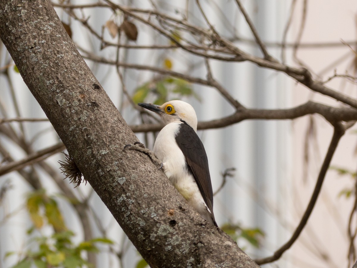 White Woodpecker - ML262147821