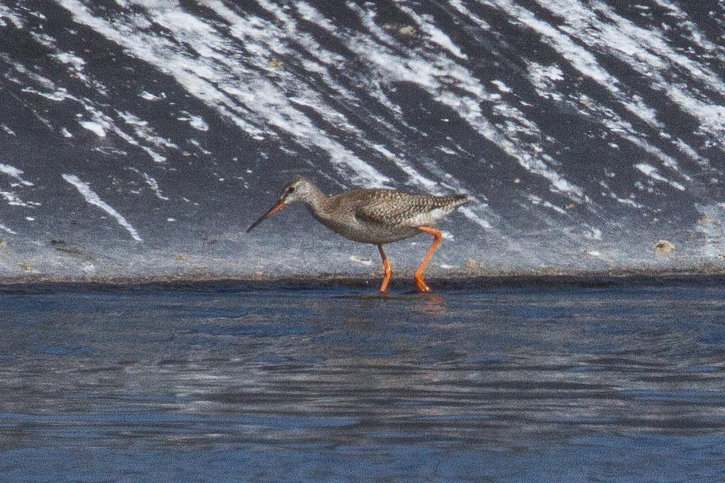 Spotted Redshank - ML26214931