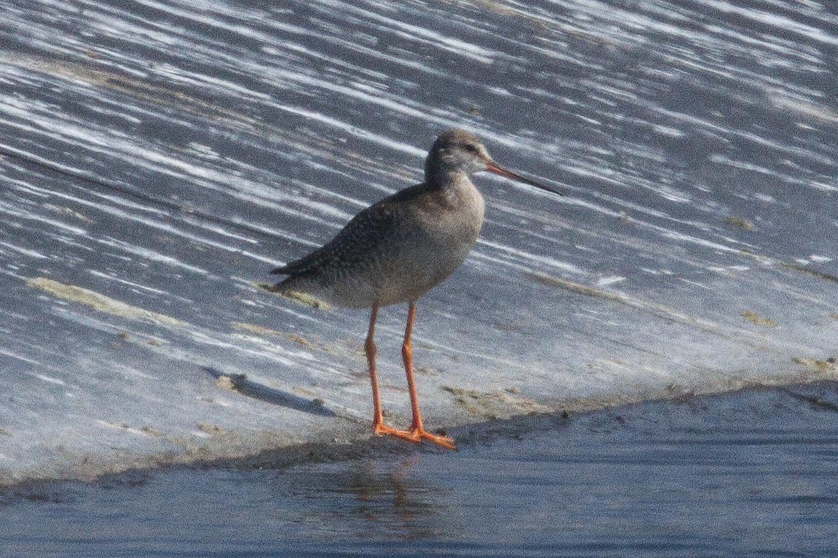 Spotted Redshank - ML26214941