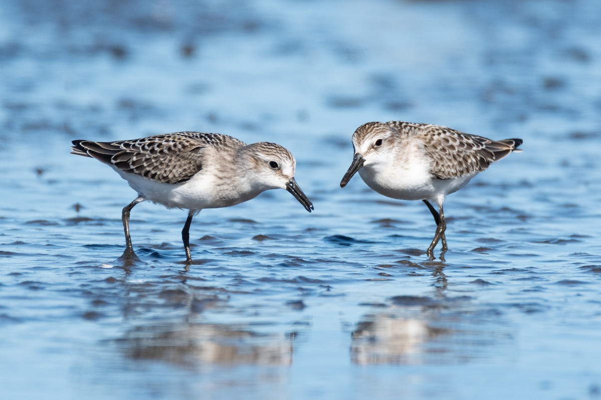 Semipalmated Sandpiper - Vincent Giroux