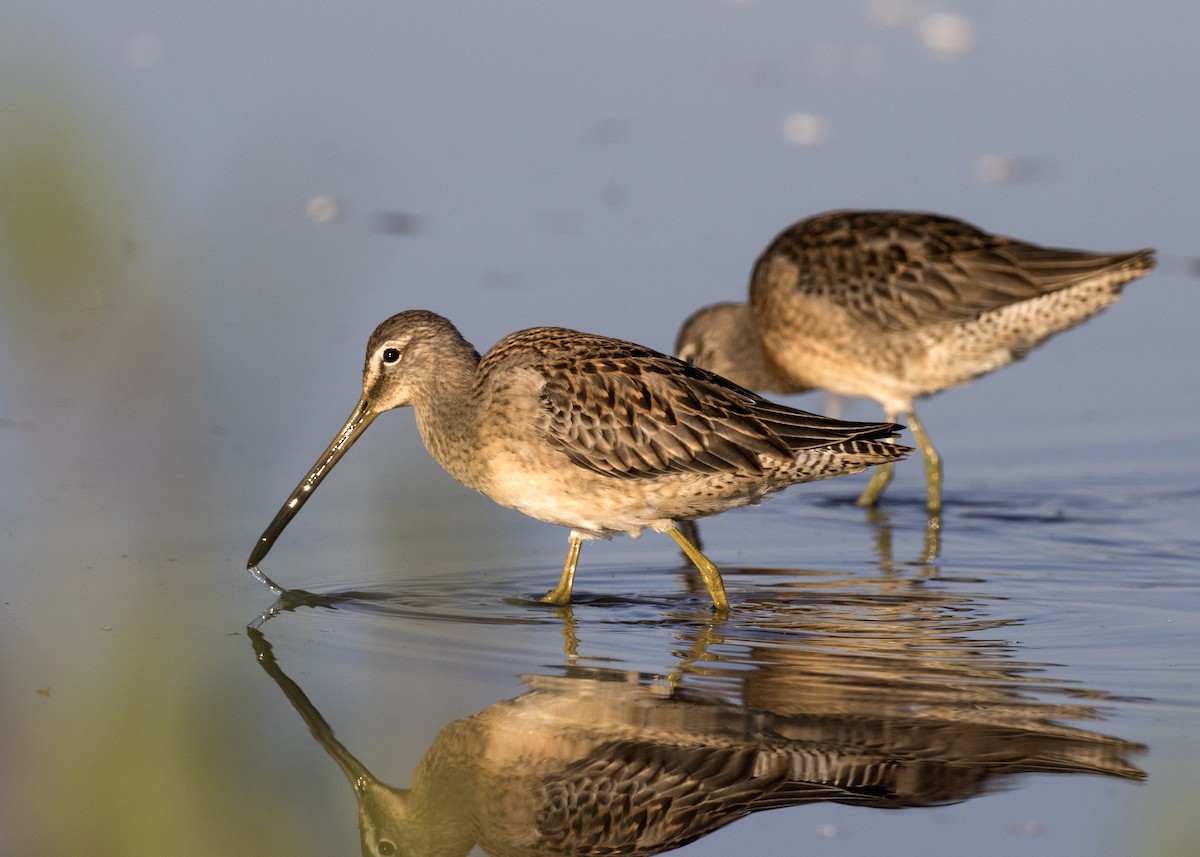 Long-billed Dowitcher - ML262156931