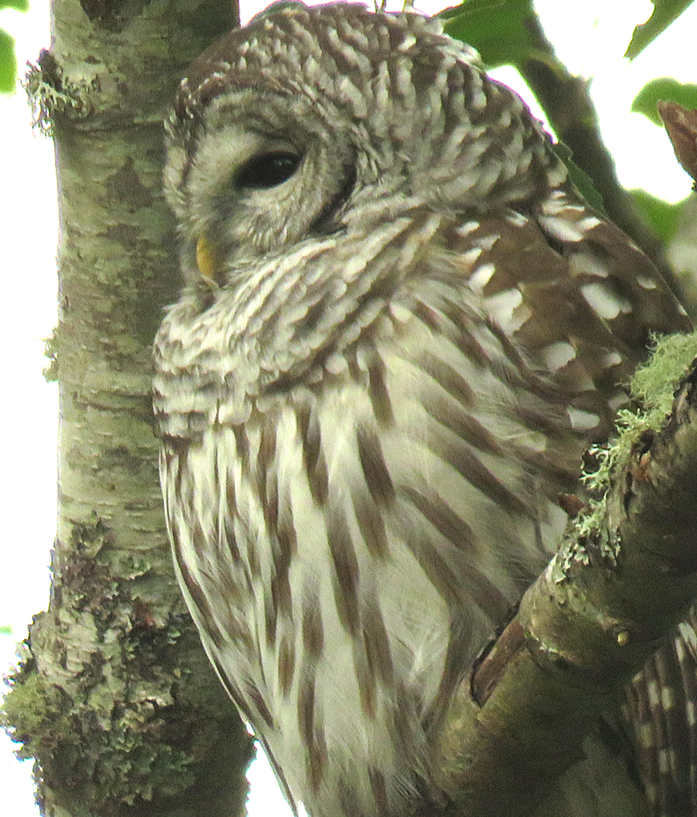 Barred Owl - ML262157341