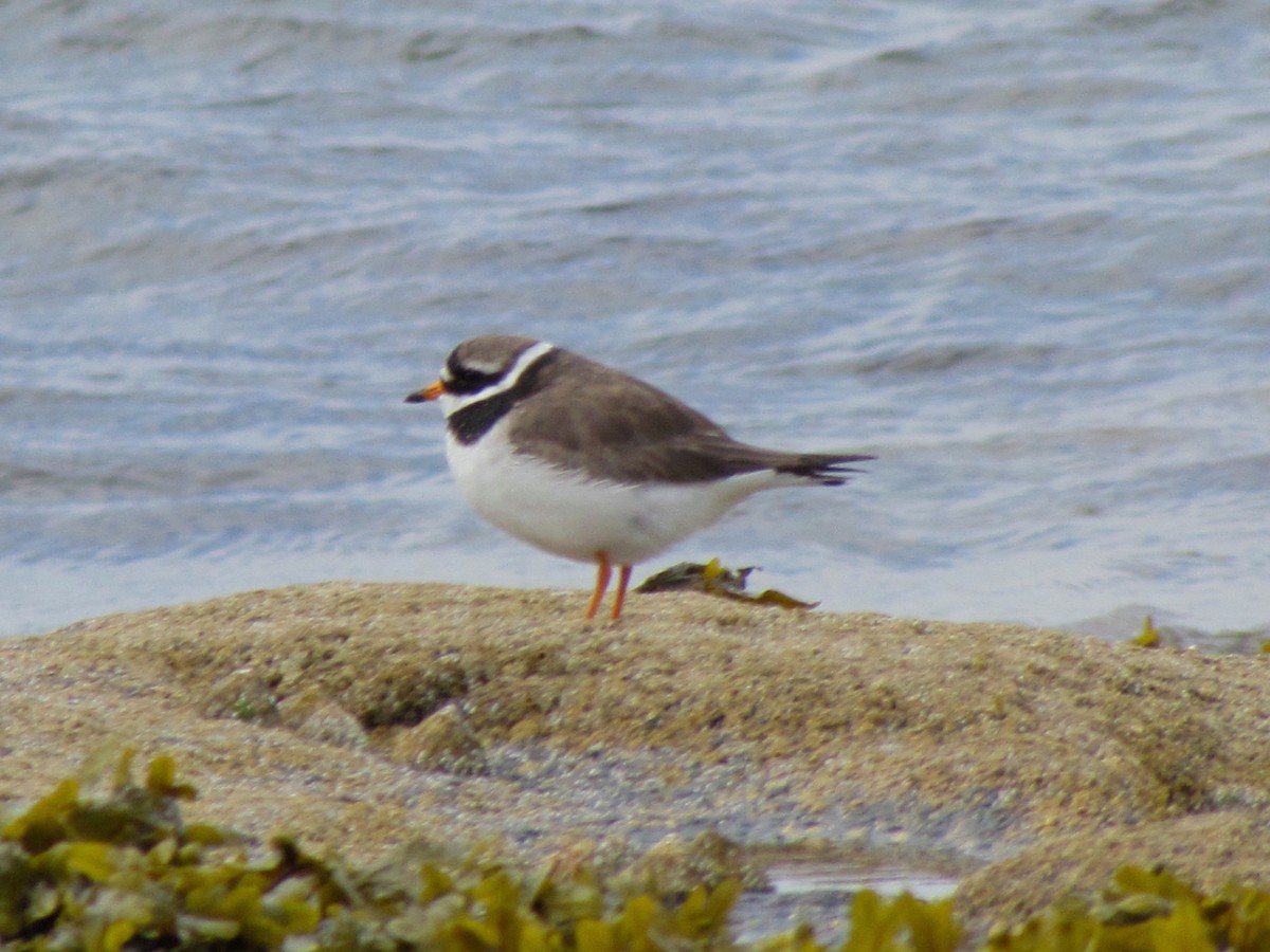Common Ringed Plover - ML26215951