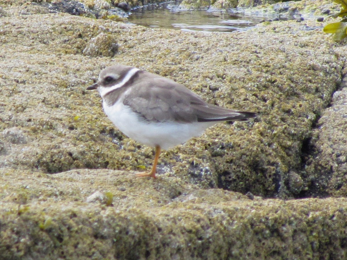 Common Ringed Plover - ML26215961
