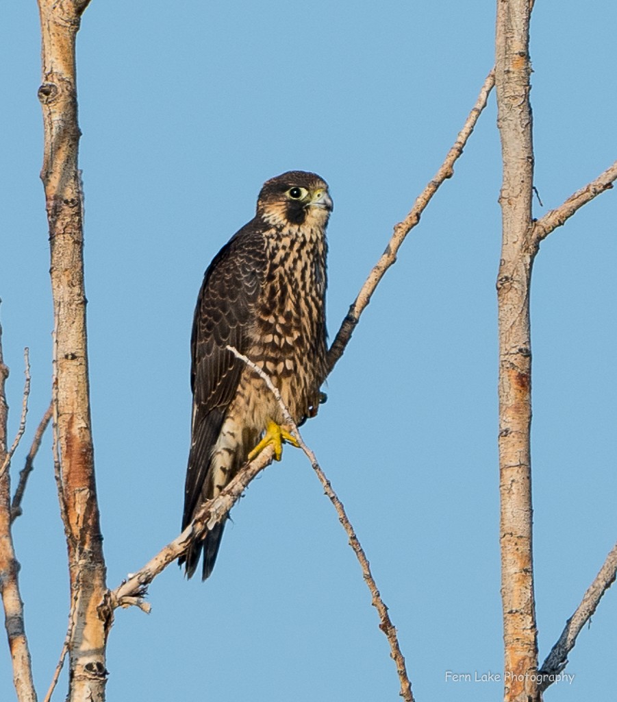 Peregrine Falcon - Kevin Rutherford
