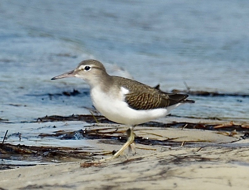 Spotted Sandpiper - Michael Brower