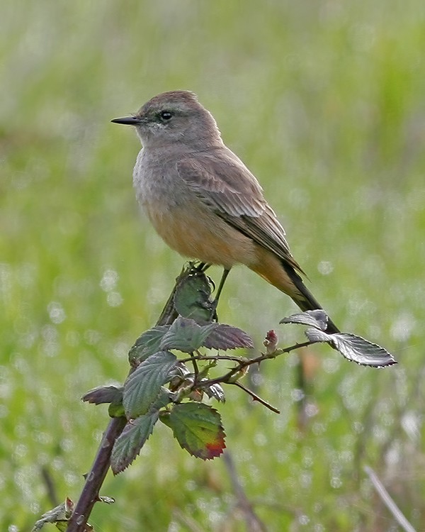 Say's Phoebe - Roger Windemuth