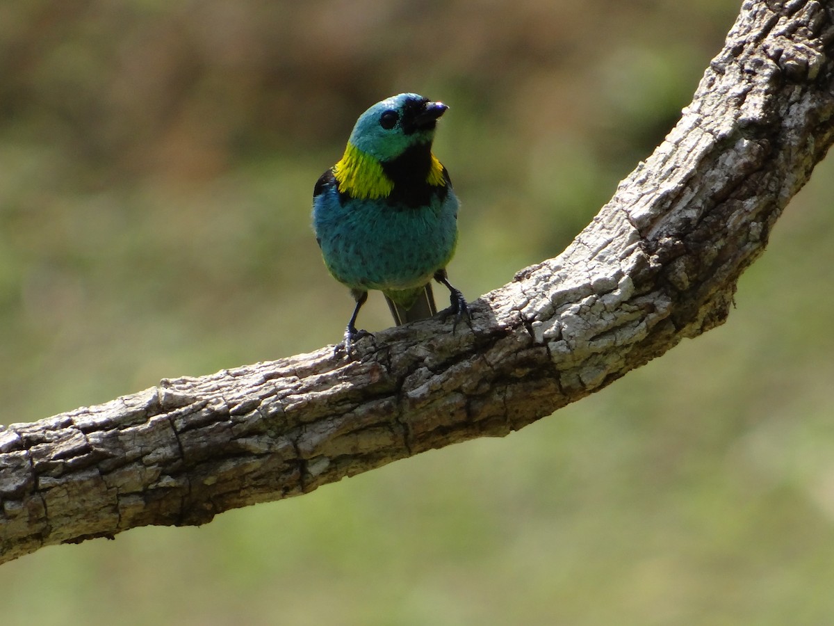 Green-headed Tanager - ML262170371