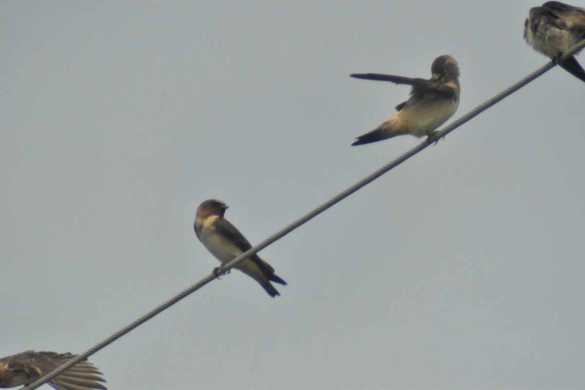 Cliff Swallow - ML262171691