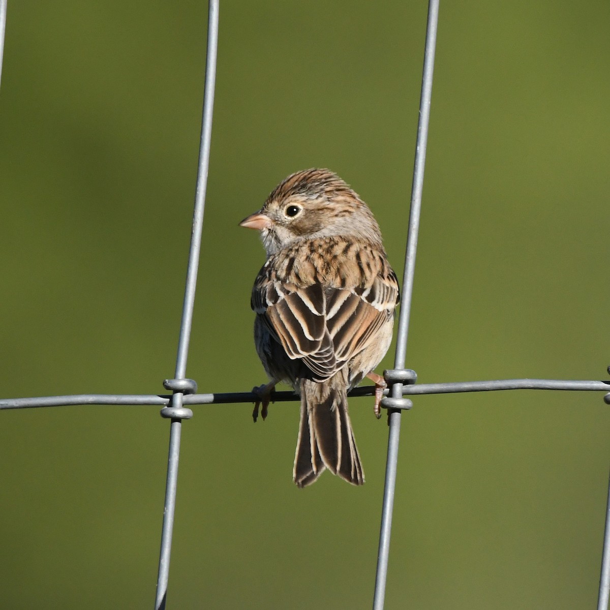 Brewer's Sparrow - Ted Zobeck