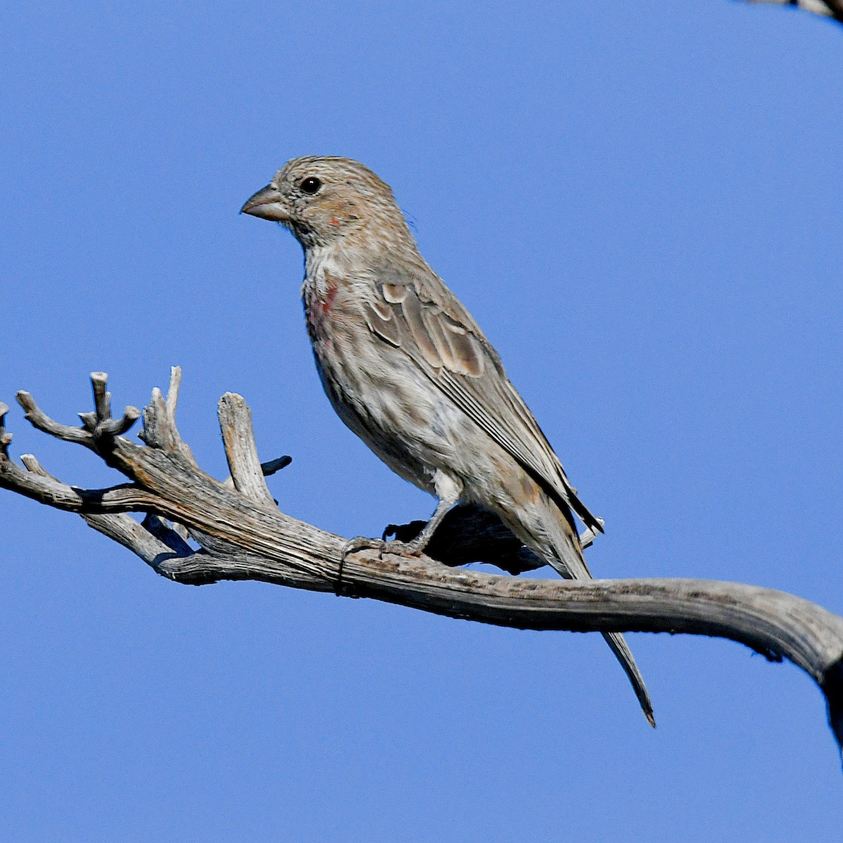 House Finch - Ted Zobeck