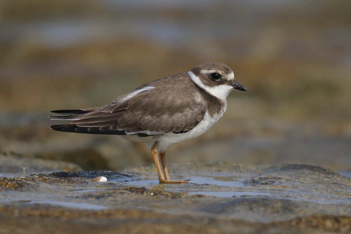 Common Ringed Plover - ML262174771