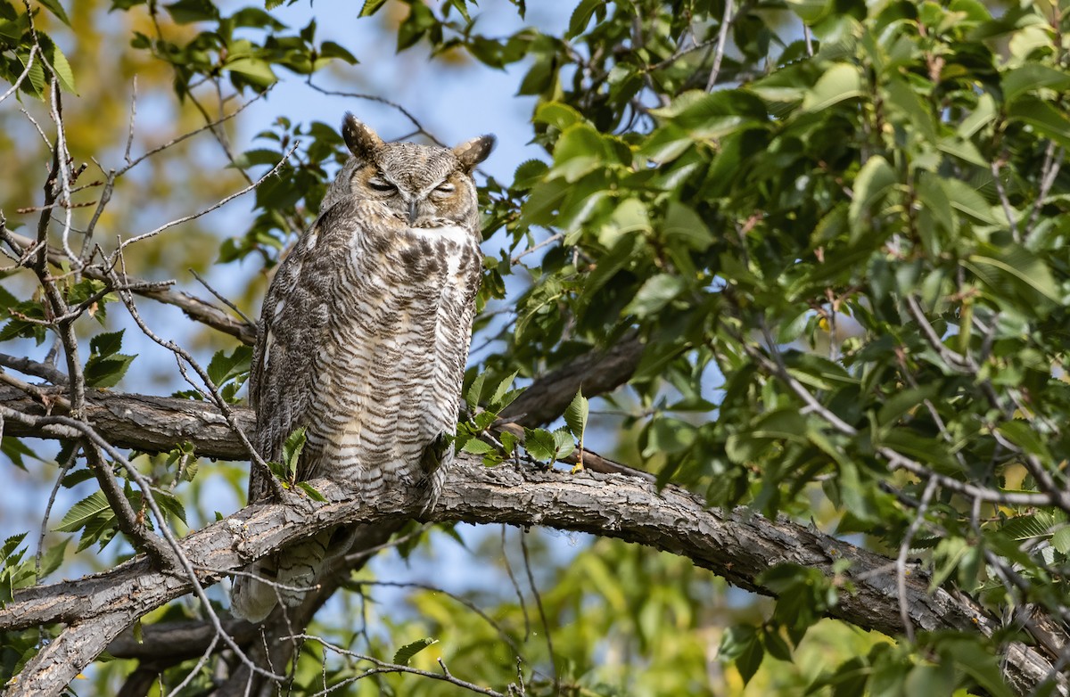 Great Horned Owl - ML262175651