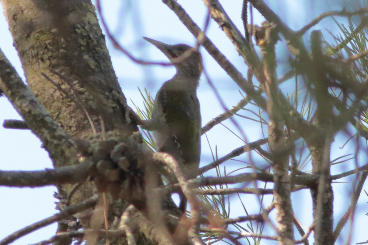 Iberian Green Woodpecker - ML262175831