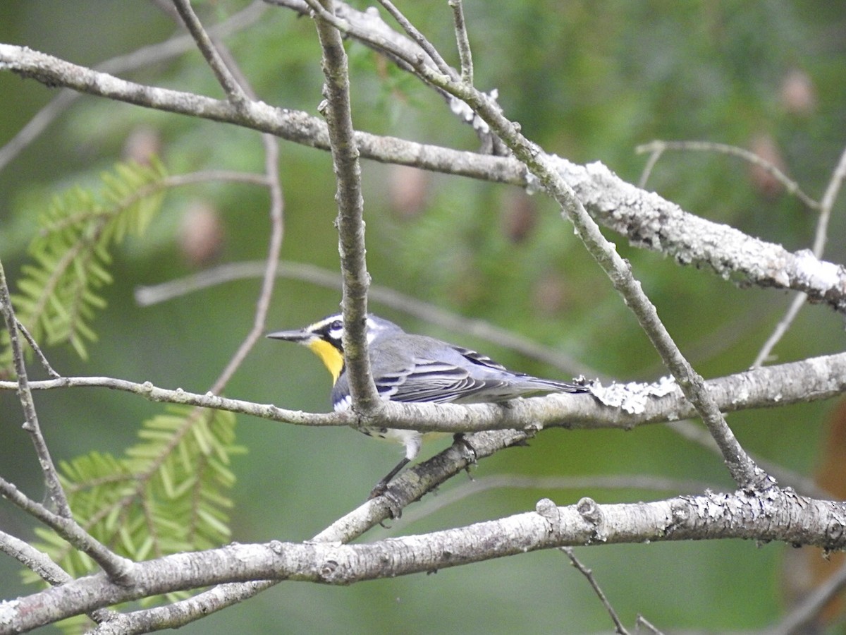 Yellow-throated Warbler - ML262176751