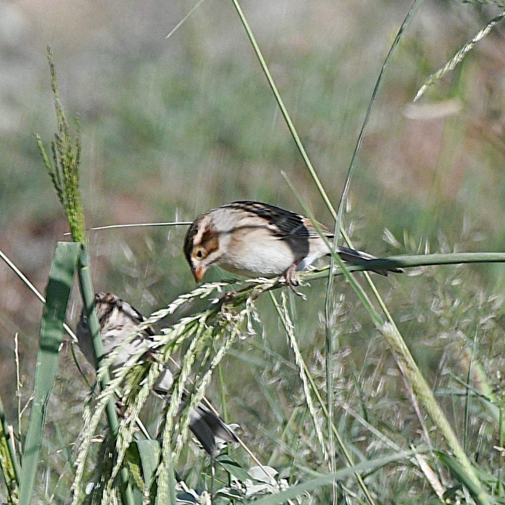 Clay-colored Sparrow - Ted Zobeck