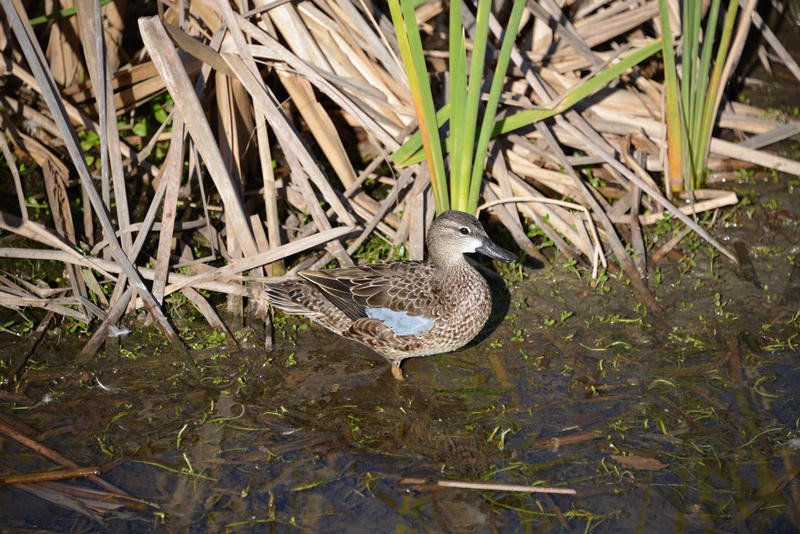 Blue-winged Teal - ML26218061