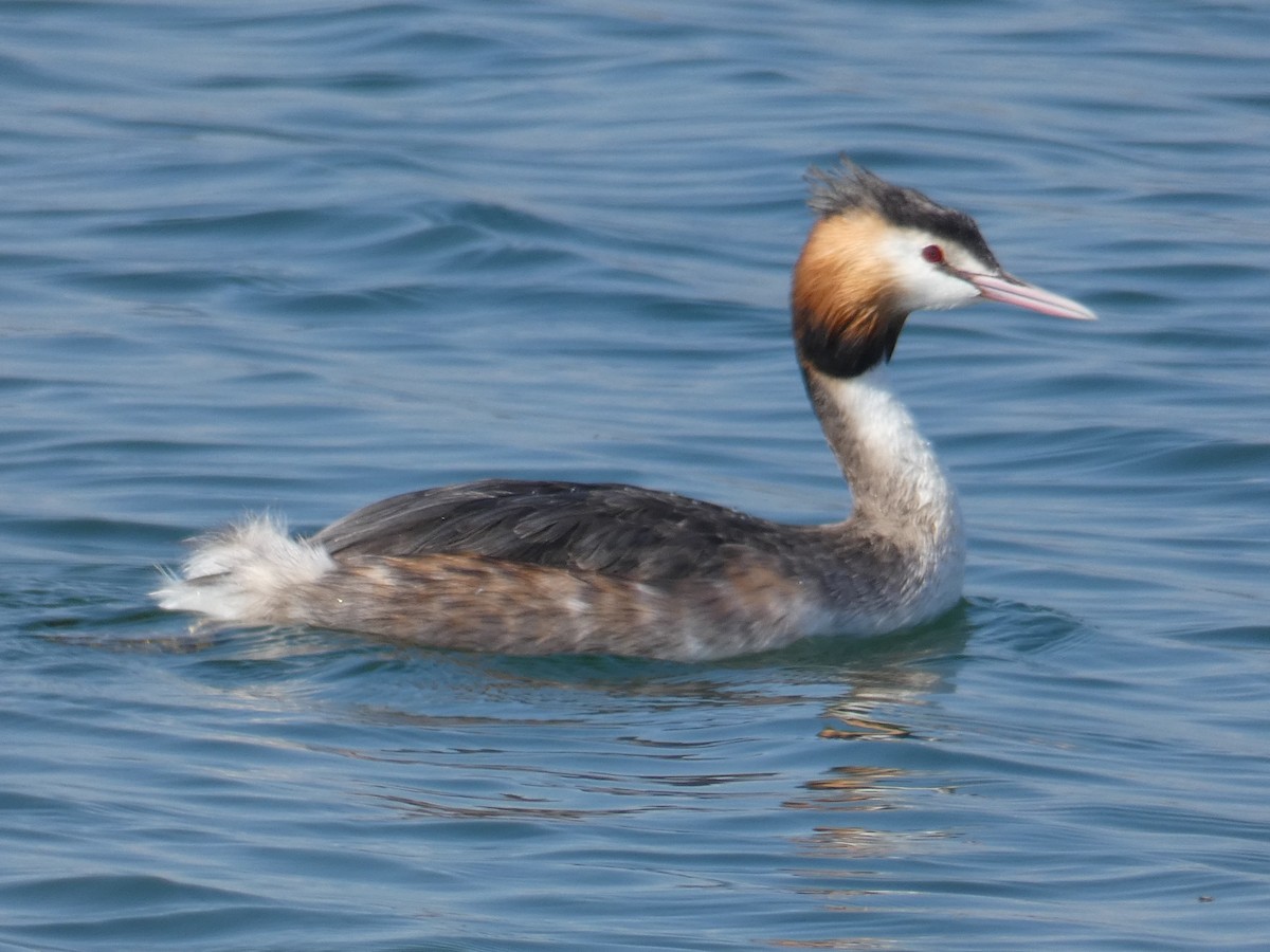 Great Crested Grebe - James Court
