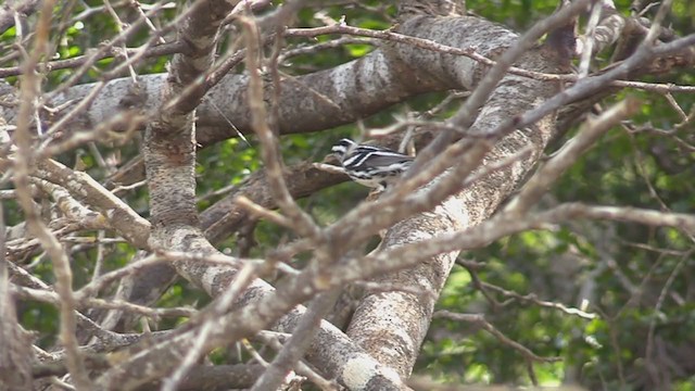 Black-and-white Warbler - ML262188171
