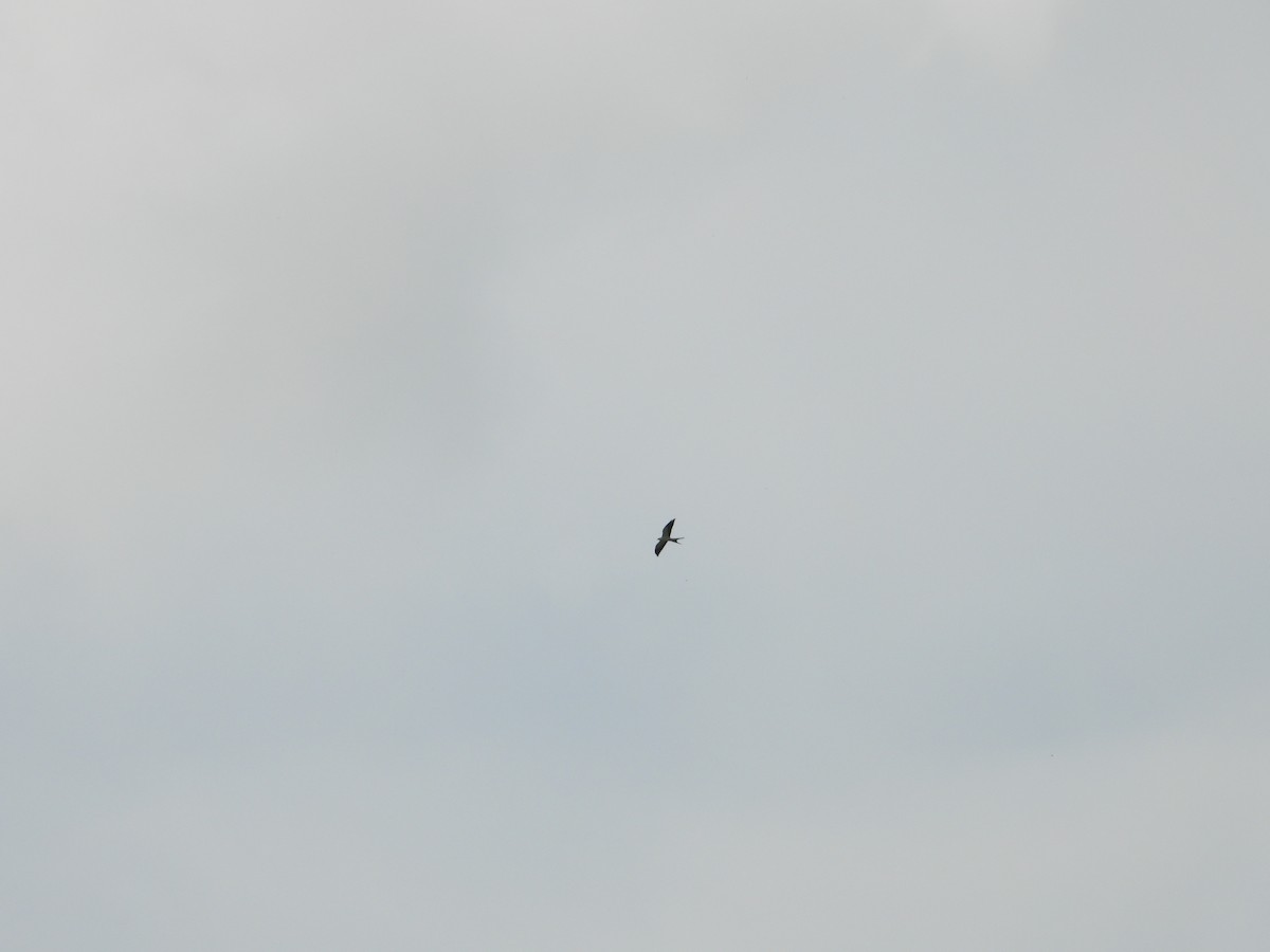 Swallow-tailed Kite - Adrianh Martinez-Orozco