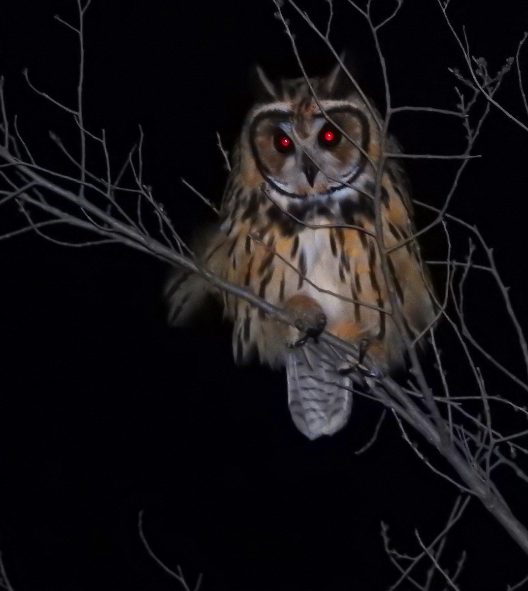 Striped Owl - Martina Wendeler