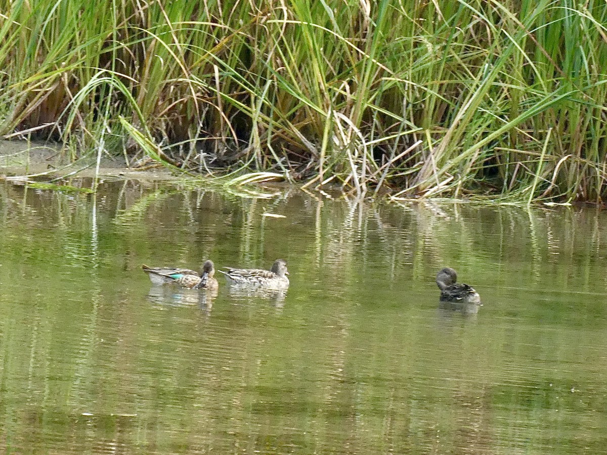 Green-winged Teal - ML262194391