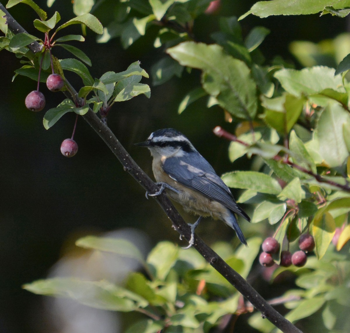 Red-breasted Nuthatch - ML262196451