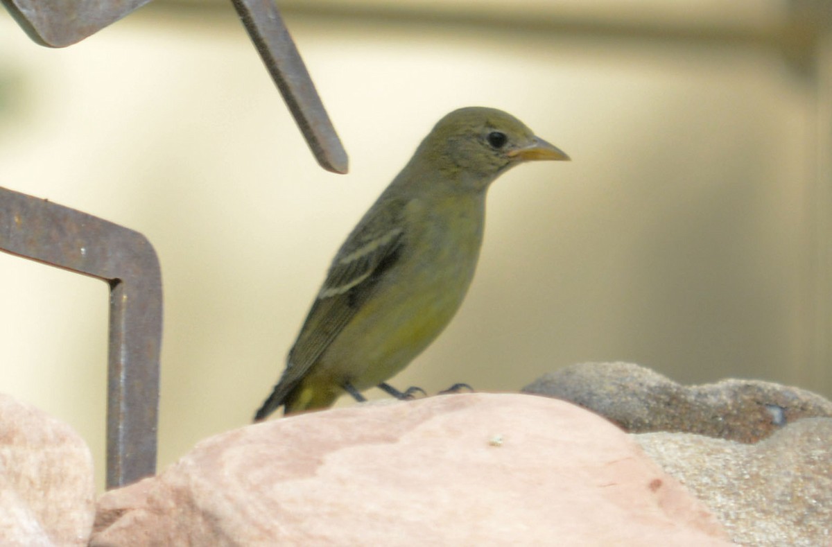 Western Tanager - ML262196771