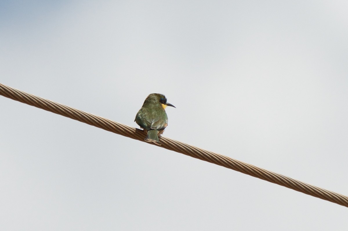 Little Bee-eater - ML262197201