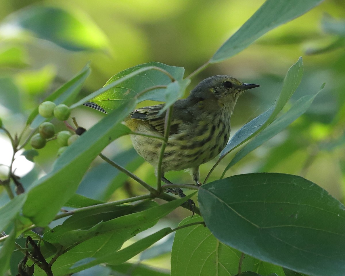 Cape May Warbler - ML262201061