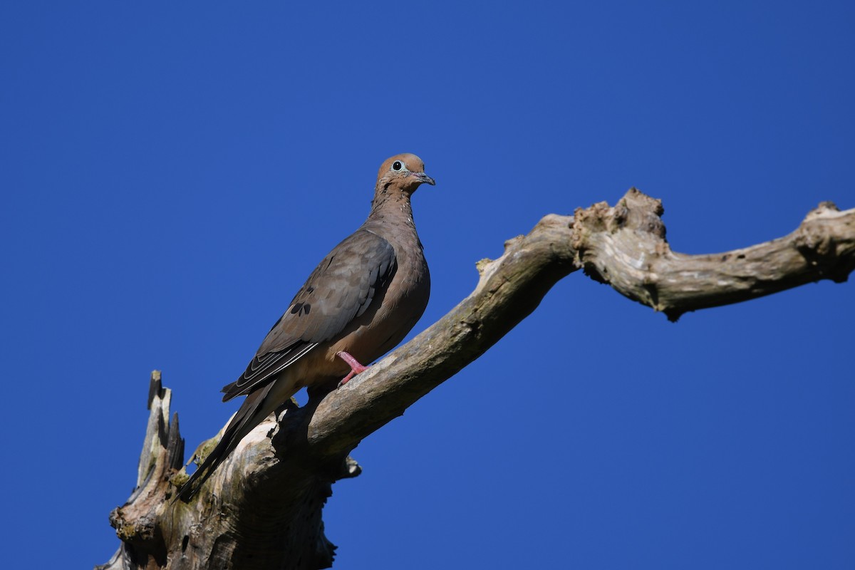 Mourning Dove - Alexander Patterson
