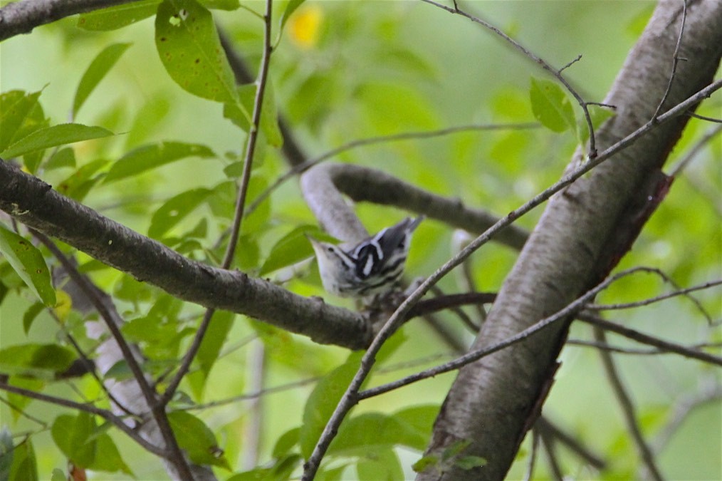 Black-and-white Warbler - ML262206581