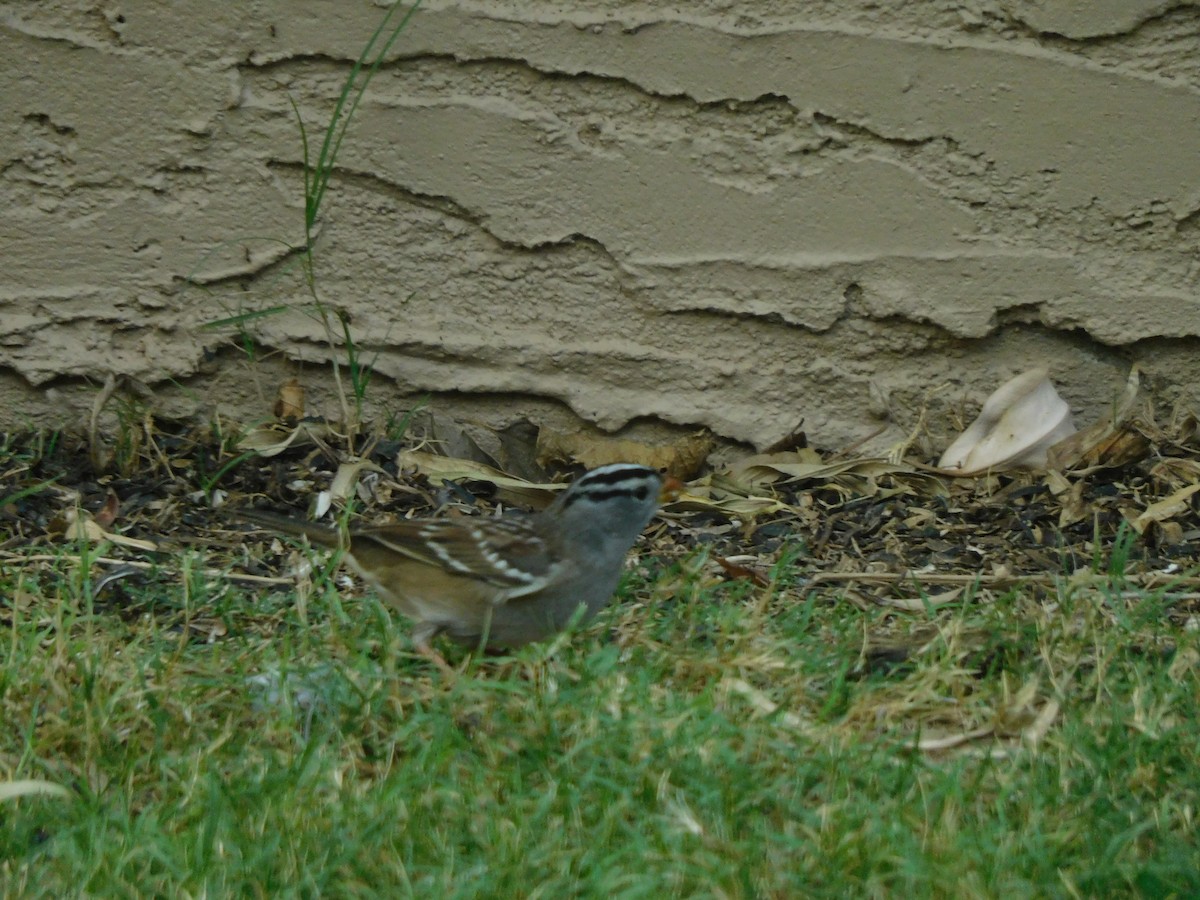 White-crowned Sparrow - ML262206751