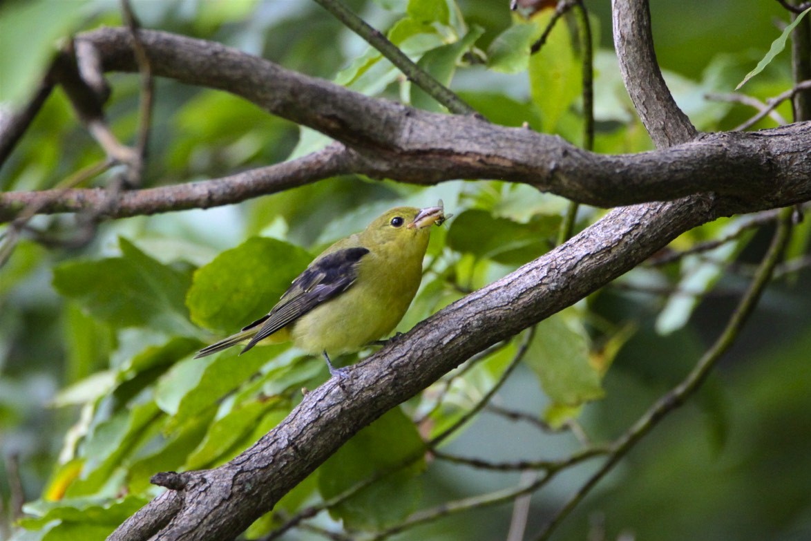 Scarlet Tanager - ML262206761