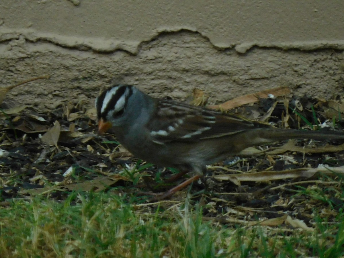 White-crowned Sparrow - ML262206771