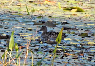 Blue-winged Teal, ML262211661