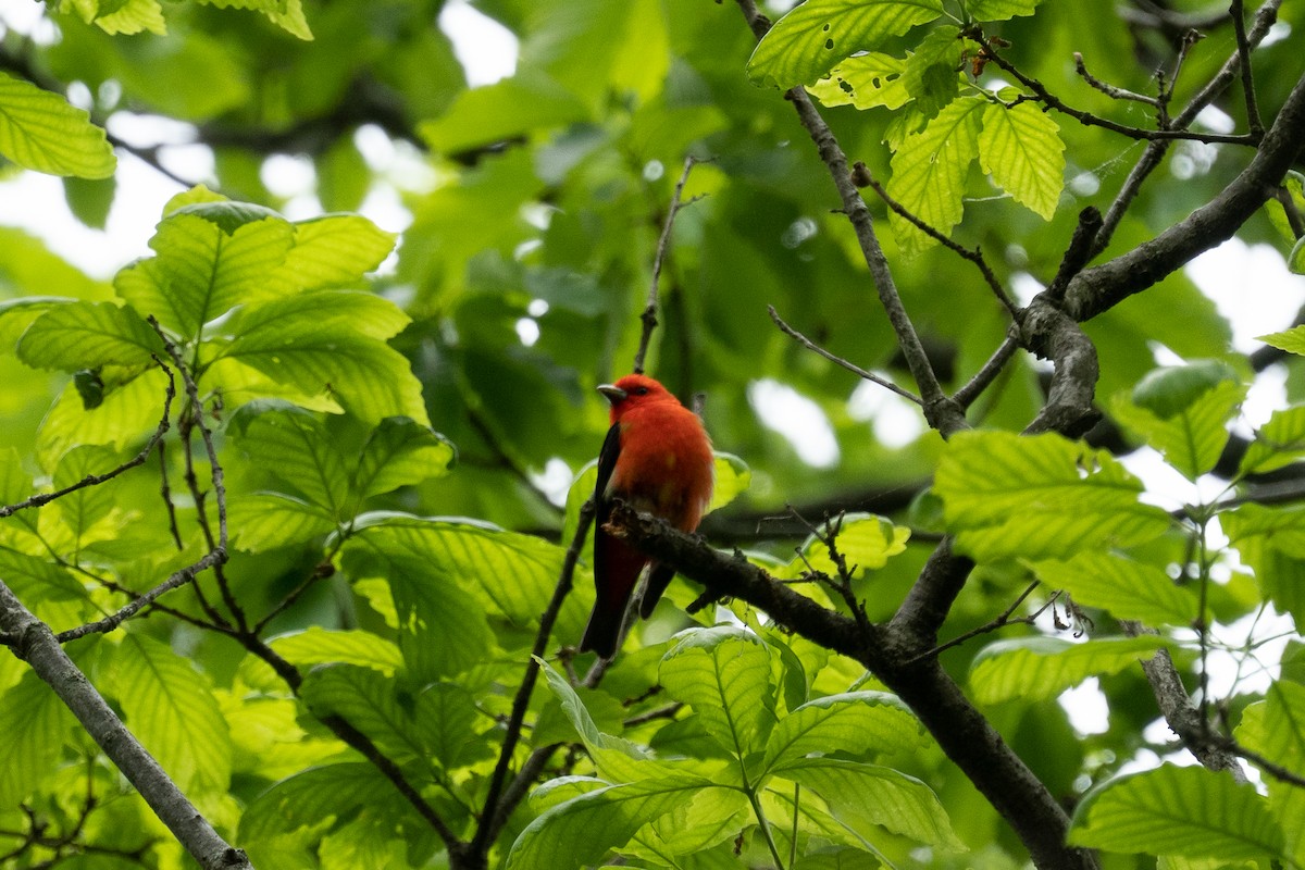 Scarlet Tanager - ML262213481
