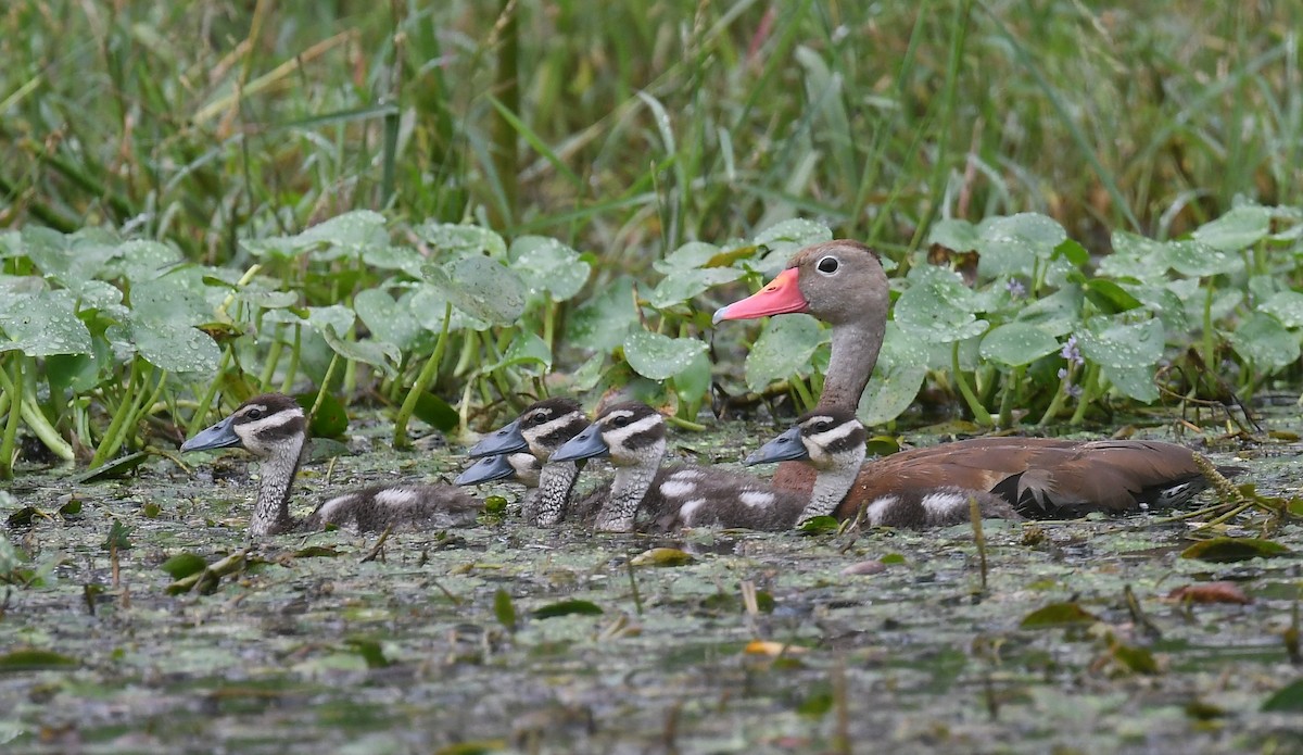 Black-bellied Whistling-Duck - Andy Reago &  Chrissy McClarren